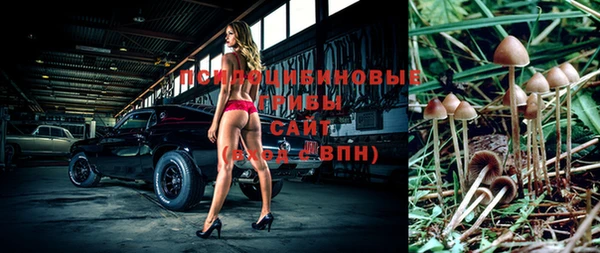 прущие грибы Новокубанск