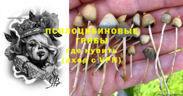 прущие грибы Новокубанск